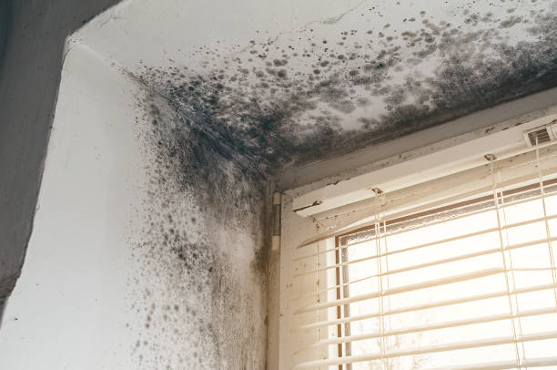 Affordable Mold Cleanup solutions in Boykins, VA